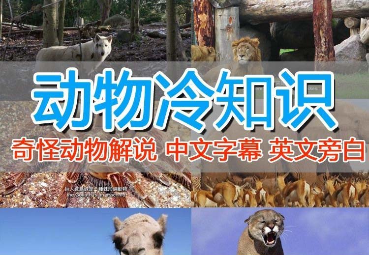 (1312期）外面卖1699的国外纪录片解说（动物解说、美食、动画片）稳过中视频-北少网创